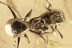 Great ANT Gesomyrmex hoernesi Fossil Genuine BALTIC AMBER 3097