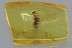 Great ANT Gesomyrmex hoernesi Fossil Genuine BALTIC AMBER 3097