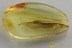 DRY BARK BEETLE Bothrideridae Pseudobothrideres BALTIC AMBER 1.6g 3099