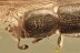 SILVANIDAE Rare FLAT BARK BEETLE Cathartosilvanus BALTIC AMBER 3106