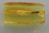 SILVANIDAE Rare FLAT BARK BEETLE Cathartosilvanus BALTIC AMBER 3106