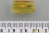 SILVANIDAE Rare FLAT BARK BEETLE Cathartosilvanus BALTIC AMBER 3106