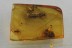 Extremely Rare AMBROSIA BEETLE Platypodinae Genuine BALTIC AMBER 3108