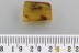 Extremely Rare AMBROSIA BEETLE Platypodinae Genuine BALTIC AMBER 3108