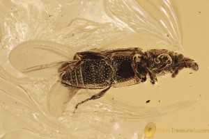 COSSONINAE Curculionidae Weevil Snout Beetle BALTIC AMBER 3100