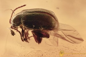 Superb FLEA BEETLE Galerucinae + SPIDER & More BALTIC AMBER 3101