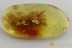 Superb FLEA BEETLE Galerucinae + SPIDER & More BALTIC AMBER 3101