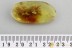 Superb FLEA BEETLE Galerucinae + SPIDER & More BALTIC AMBER 3101