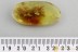 Superb FLEA BEETLE Galerucinae + SPIDER & More BALTIC AMBER 3101