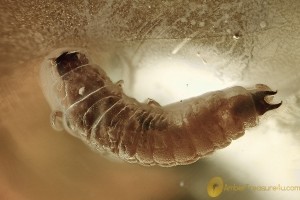 Superb MELYRIDAE Malachiinae BEETLE LARVAE Fossil BALTIC AMBER 3102