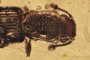 Superb IRONCLAD BEETLE Zopheridae Pycnomerus Fossil BALTIC AMBER 3103