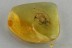 GEOGARYPIDAE Large PSEUDOSCORPION Fossil Genuine BALTIC AMBER 3107