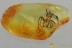 Large Great SPIDER Araneae Fossil Genuine BALTIC AMBER 3105