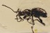 MASTIGITAE Ant-like Stone Beetle Euroleptochromus BALTIC AMBER 3104