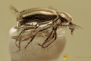 EUTHEIA Ant-like Stone Beetle Eutheiini Fossil BALTIC AMBER 3109