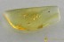 EUTHEIA Ant-like Stone Beetle Eutheiini Fossil BALTIC AMBER 3109