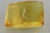 Rare FEATHER-WINGED BEETLE Ptiliidae Inclusion BALTIC AMBER 3111