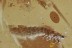 3 Beetle Larvaes TENEBRIONOIDEA Fossil Genuine BALTIC AMBER 3110
