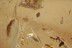 3 Beetle Larvaes TENEBRIONOIDEA Fossil Genuine BALTIC AMBER 3110