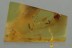 3 Beetle Larvaes TENEBRIONOIDEA Fossil Genuine BALTIC AMBER 3110