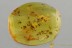 Great SWARM of 30 GNATS + Fossil Inclusion Genuine BALTIC AMBER 3112