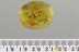 Great SWARM of 30 GNATS + Fossil Inclusion Genuine BALTIC AMBER 3112