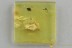 Great Looking MAYFLY Spread Wings Fossil Inclusion BALTIC AMBER 3113