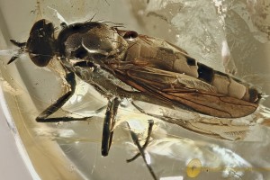 GIANT Fly Rare XYLOPHAGIDAE Fossil Genuine BALTIC AMBER 2.6g 3116