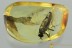 GIANT Fly Rare XYLOPHAGIDAE Fossil Genuine BALTIC AMBER 2.6g 3116