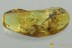 ACTION ! Spider with PREY Fossil Inclusion Genuine BALTIC AMBER 3115