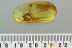 Large Great Looking SPIDER Araneae + Fossil BALTIC AMBER 2.5g 3117