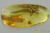 Large Great Looking SPIDER Araneae + Fossil BALTIC AMBER 2.5g 3117