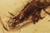 Rare PREDACEOUS BEETLE LARVAE Adephaga Fossil BALTIC AMBER 3123