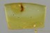 Rare PREDACEOUS BEETLE LARVAE Adephaga Fossil BALTIC AMBER 3123