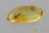 Ant MYRMICINAE Carebara Fossil Inclusion Genuine BALTIC AMBER 3120