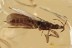 Rare GNAT BUG Superb Enicocephalidae Fossil Genuine BALTIC AMBER 3126