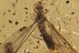 Large TIPULIDAE & LEAFHOPPER + Swarm 10 Springtails BALTIC AMBER 3124