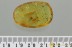 Large TIPULIDAE & LEAFHOPPER + Swarm 10 Springtails BALTIC AMBER 3124