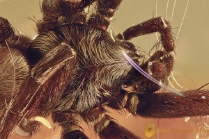 Superb Preserved Large SPIDER Araneae Genuine BALTIC AMBER 1.2g 3125