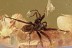 Superb Preserved Large SPIDER Araneae Genuine BALTIC AMBER 1.2g 3125