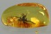 Superb Preserved Large SPIDER Araneae Genuine BALTIC AMBER 1.2g 3125