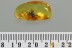 Superb Preserved Large SPIDER Araneae Genuine BALTIC AMBER 1.2g 3125