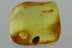 Nice BUD Rare Plant Fossil Inclusion Genuine BALTIC AMBER 3121