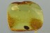 Nice BUD Rare Plant Fossil Inclusion Genuine BALTIC AMBER 3121