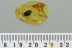 Nice FROGHOPPER Cercopoidea Fossil Genuine BALTIC AMBER 3118