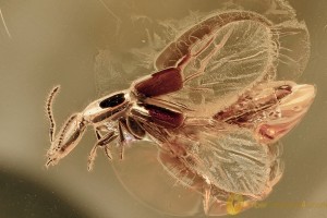 TOP Rove Beetle Xantholininae Fossil Genuine BALTIC AMBER 2.5g 3132