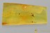 TOP Rove Beetle Xantholininae Fossil Genuine BALTIC AMBER 2.5g 3132