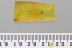 TOP Rove Beetle Xantholininae Fossil Genuine BALTIC AMBER 2.5g 3132