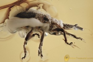 Huge STRAIGHT-SNOUTED WEEVIL Apioninae Brentidae BALTIC AMBER 3133