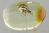 Huge STRAIGHT-SNOUTED WEEVIL Apioninae Brentidae BALTIC AMBER 3133